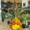 Psychopsis Mariposa 'Green Valley' - Image 3