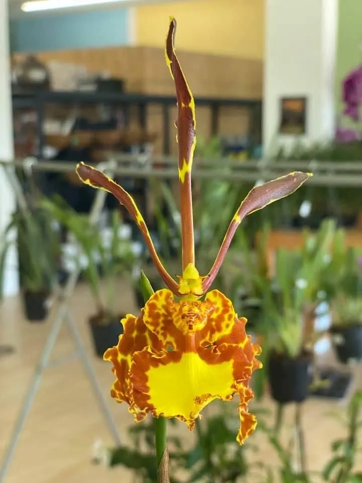Psychopsis Mariposa 'Green Valley' - Image 3