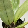 Psychopsis Mariposa 'Green Valley' - Image 7