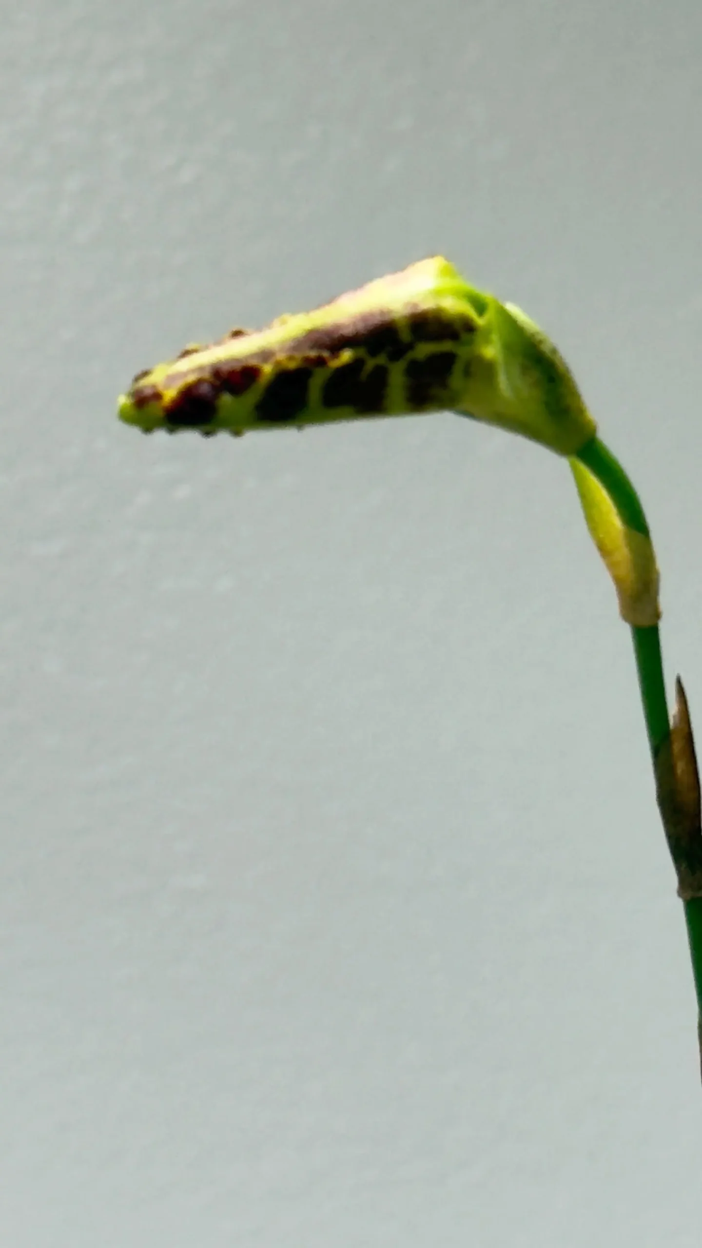Psychopsis Mariposa 'Special' - Image 7