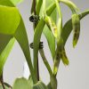 Rossioglossum Rawdon Jester ‘Great Bee’ - Image 7