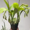 Rossioglossum Rawdon Jester ‘Great Bee’ - Image 5