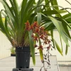 Cymbidium Lambert Day ~ Supper Fragrant - Image 10