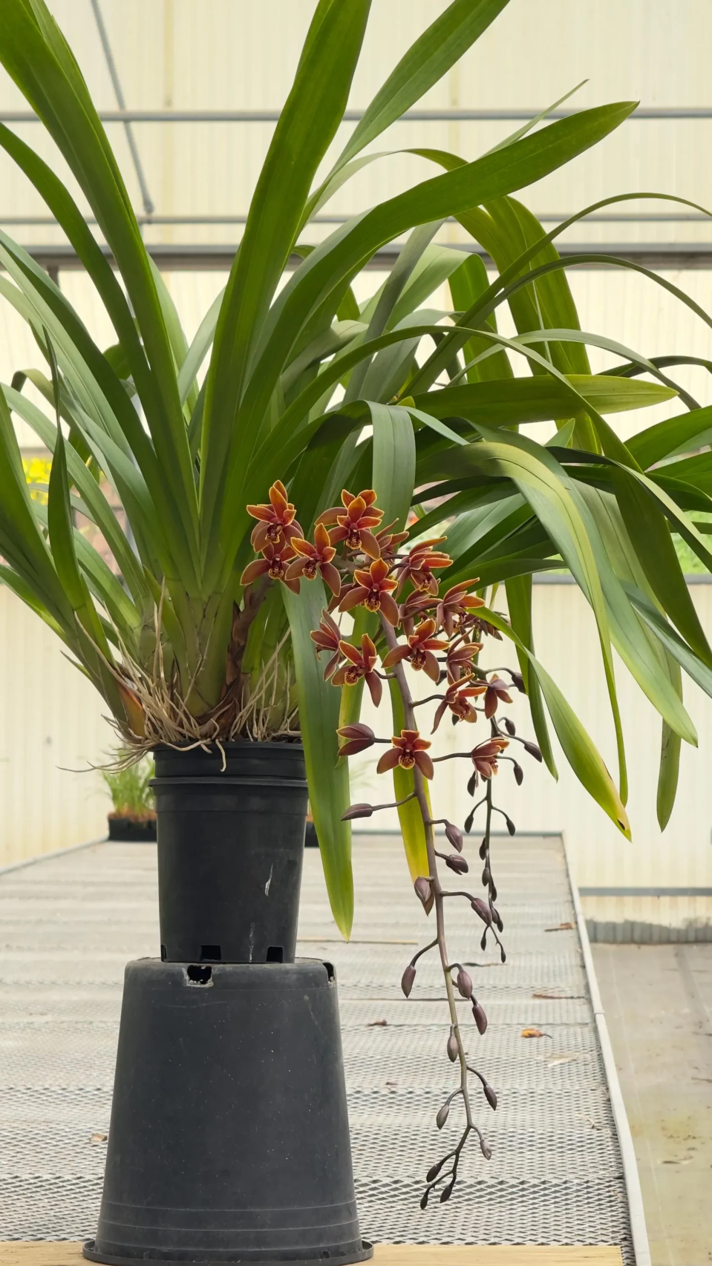 Cymbidium Lambert Day ~ Supper Fragrant - Image 10
