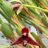 Maxillaria tenuifolia - Image 4