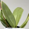 Psychopsis Mariposa 'Green Valley' - Image 6
