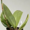 Psychopsis Mariposa 'Green Valley' - Image 5