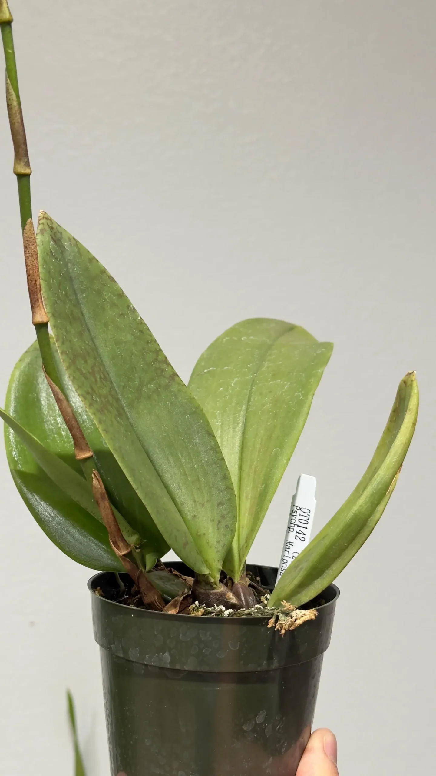 Psychopsis Mariposa 'Green Valley' - Image 5