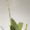 Psychopsis Mariposa 'Green Valley' - Image 4