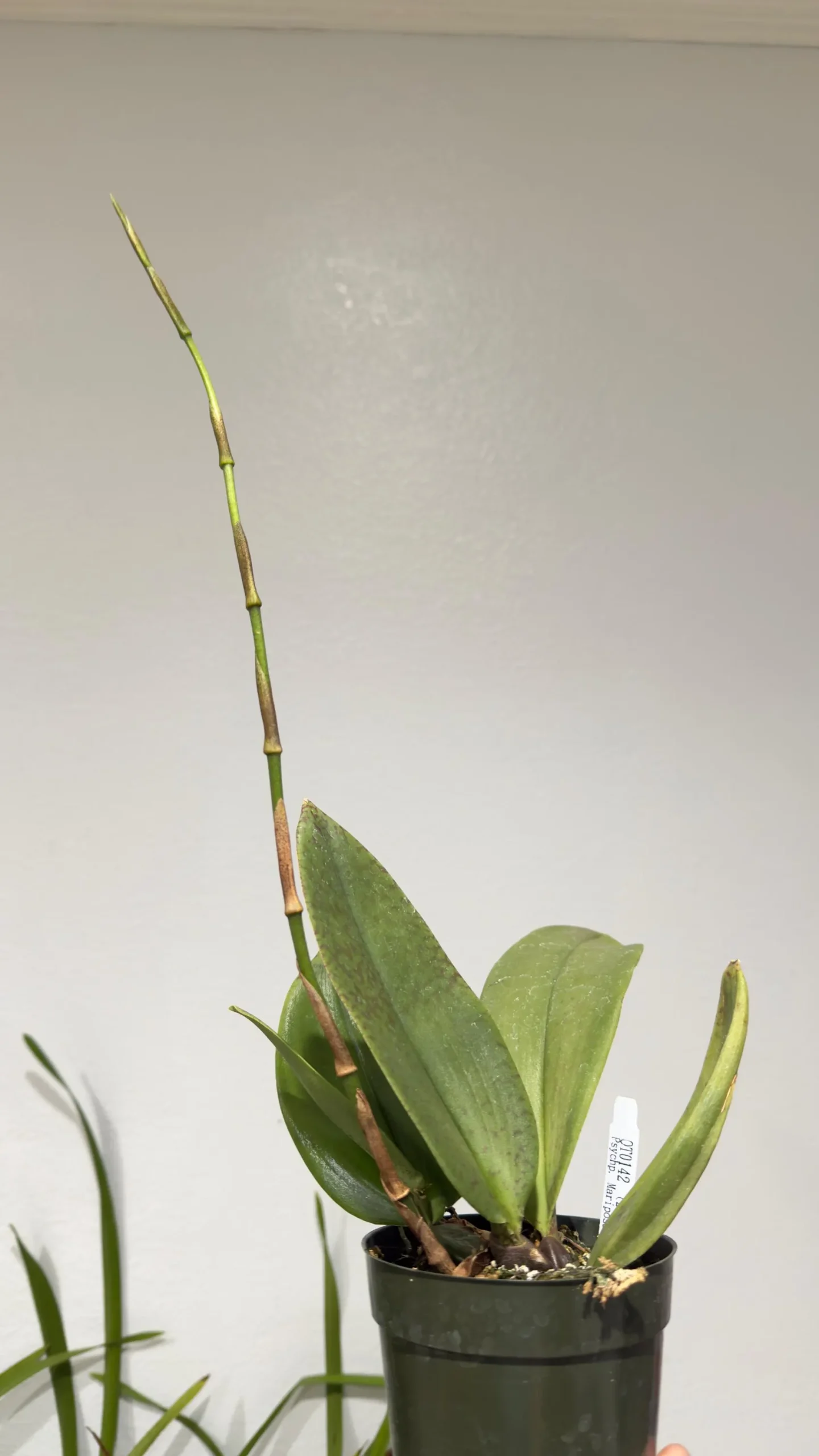 Psychopsis Mariposa 'Green Valley' - Image 4