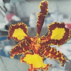 Psychopsis Mariposa 'Special'