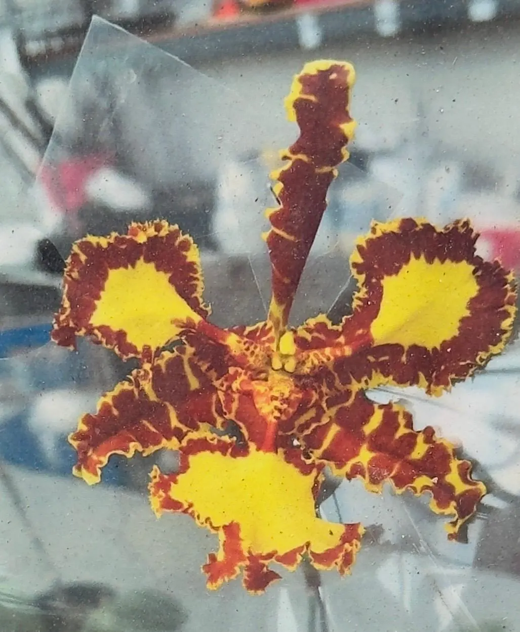Psychopsis Mariposa 'Special'
