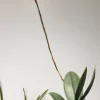Psychopsis Mariposa 'Special' - Image 8