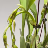 Rossioglossum Rawdon Jester ‘Great Bee’ - Image 8