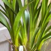 Cymbidium Barrita Thunder 'Golden Orange' - Image 6