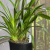 Cymbidium Volcanic Flash 'Tim Tam' - Image 5