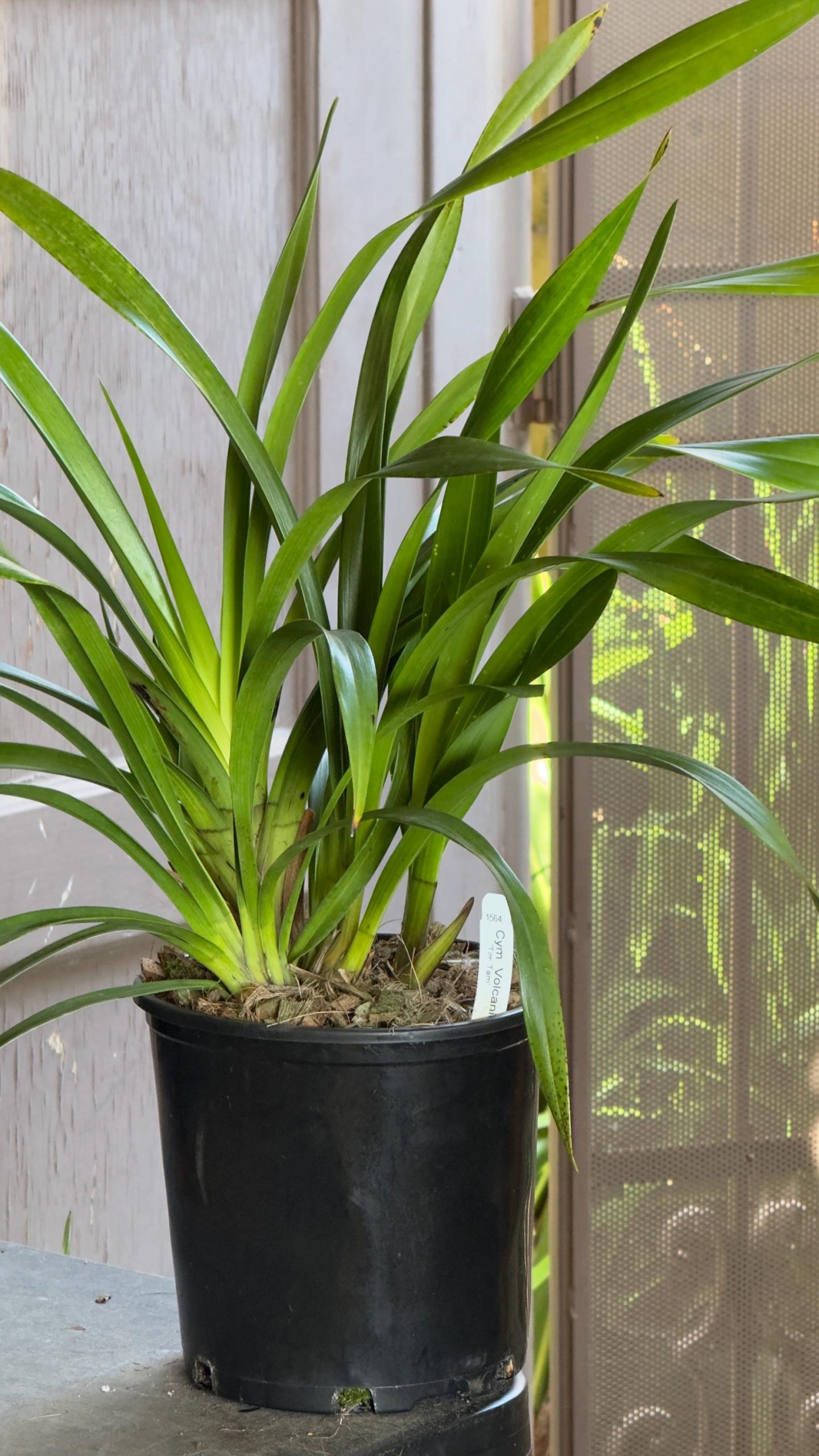 Cymbidium Volcanic Flash 'Tim Tam' - Image 5