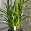 Cymbidium Barrita Flight '4' - Image 7