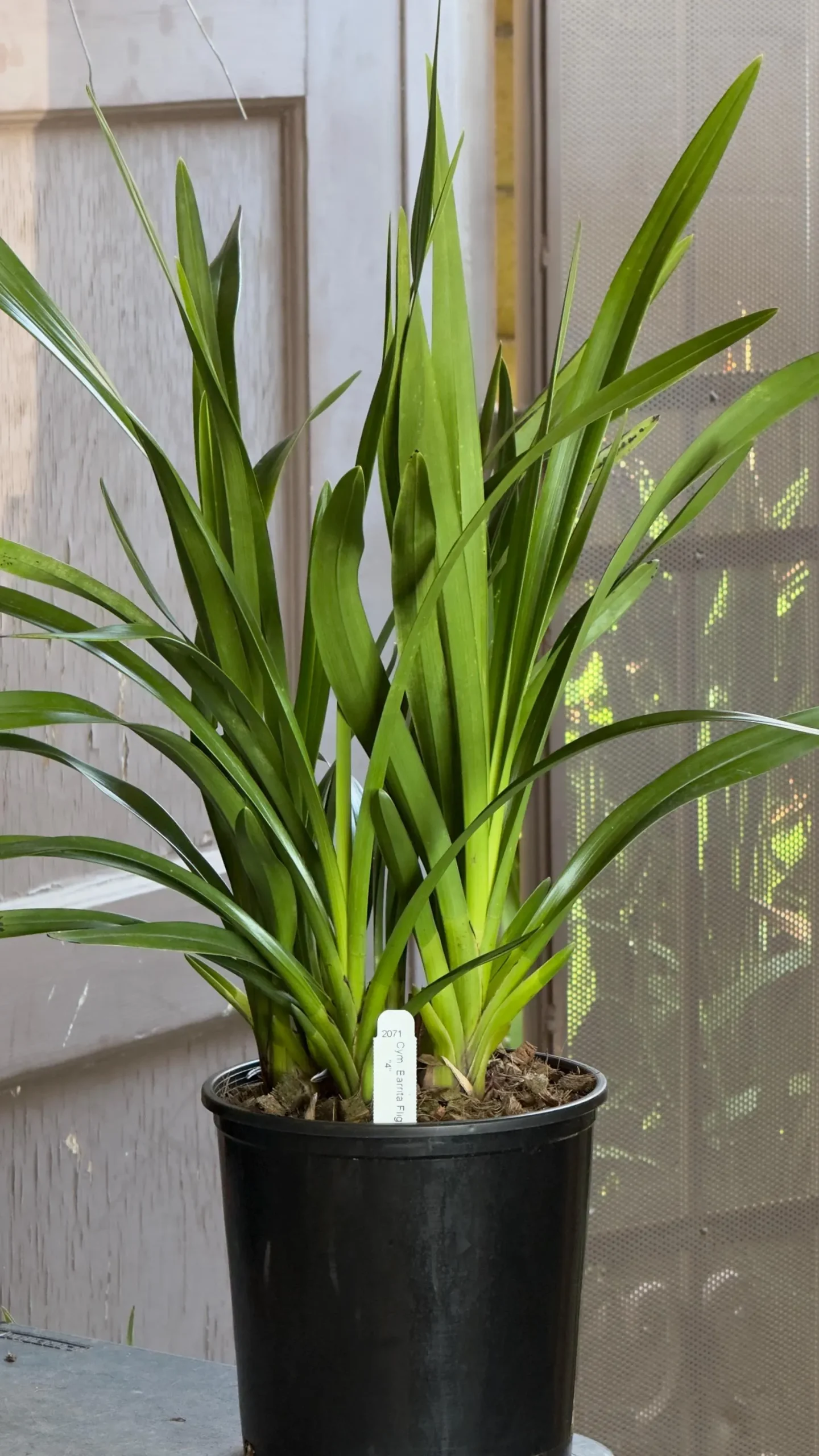 Cymbidium Barrita Flight '4' - Image 7