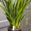 Cymbidium Carmel Split 'Masterpiece' - Image 7