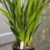 Cymbidium Carmel Split 'Cutie' - Image 12