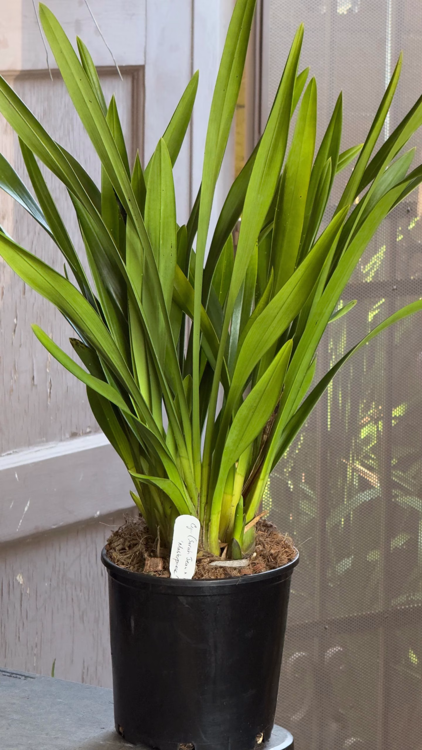 Cymbidium Carmel Split 'Masterpiece' - Image 7