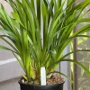 Cymbidium Barrita Metal '#1' - Image 8