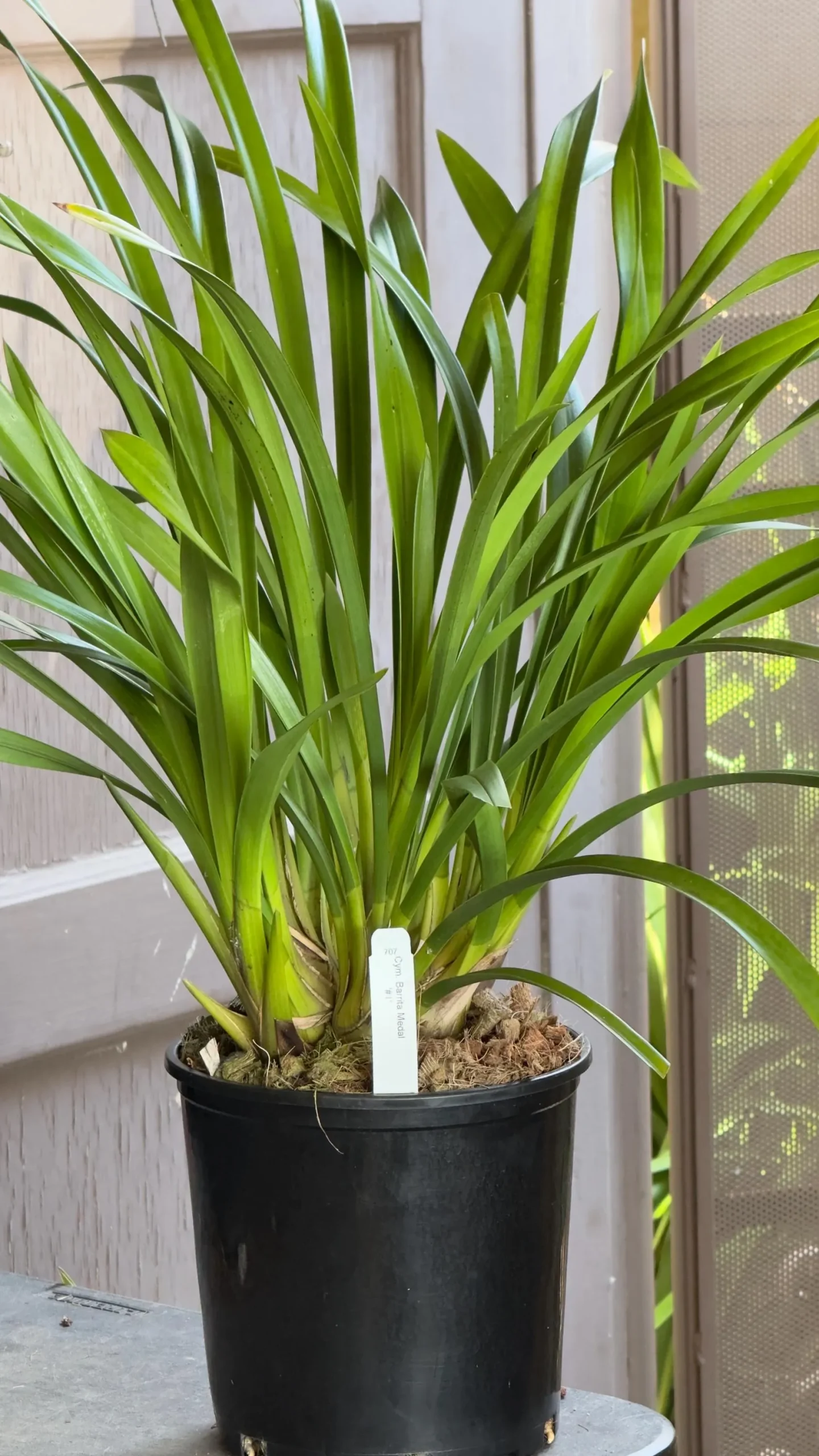 Cymbidium Barrita Metal '#1' - Image 8