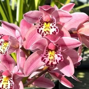 Cymbidium Barrita Suspense 'Soft Pink' - Super Fragrant