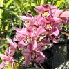 Cymbidium Barrita Suspense 'Soft Pink' - Super Fragrant - Image 3