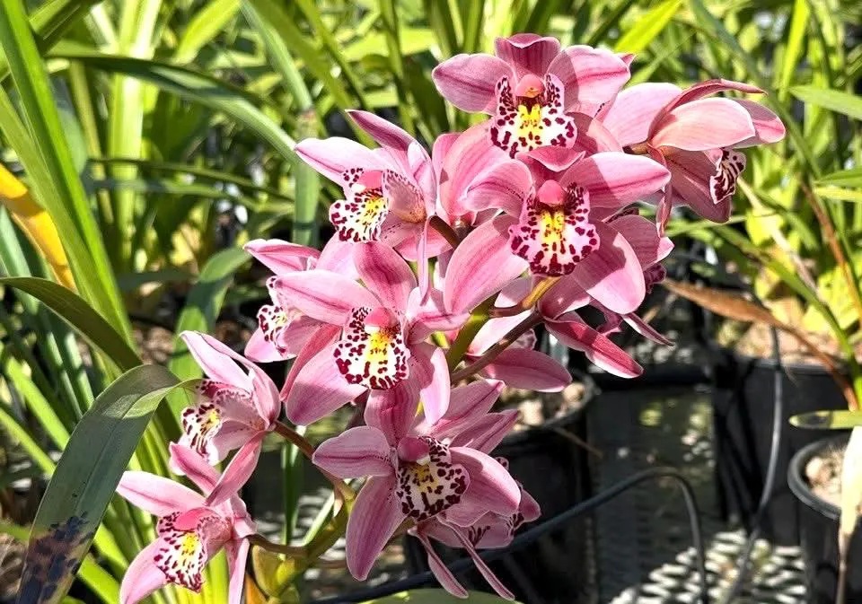 Cymbidium Barrita Suspense 'Soft Pink' - Super Fragrant - Image 3