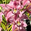 Cymbidium Barrita Suspense 'Soft Pink' - Super Fragrant - Image 4