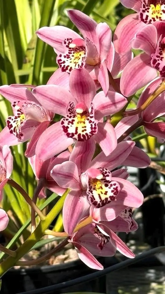 Cymbidium Barrita Suspense 'Soft Pink' - Super Fragrant - Image 4