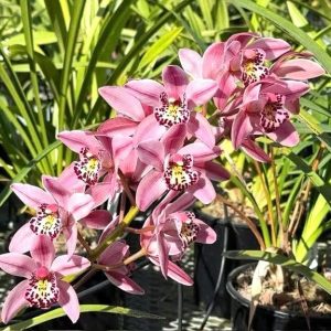 Alternative view of Cymbidium Barrita Suspense 'Soft Pink' - Super Fragrant