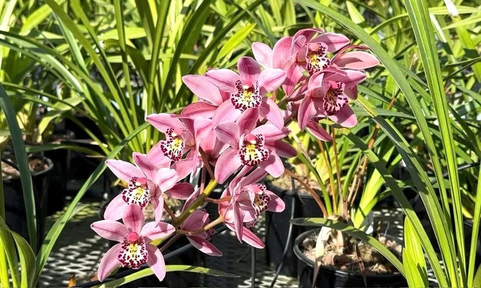 Alternative view of Cymbidium Barrita Suspense 'Soft Pink' - Super Fragrant