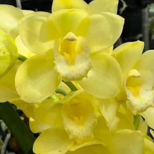 Cymbidium Kulnura Crips 'Golden Alba'
