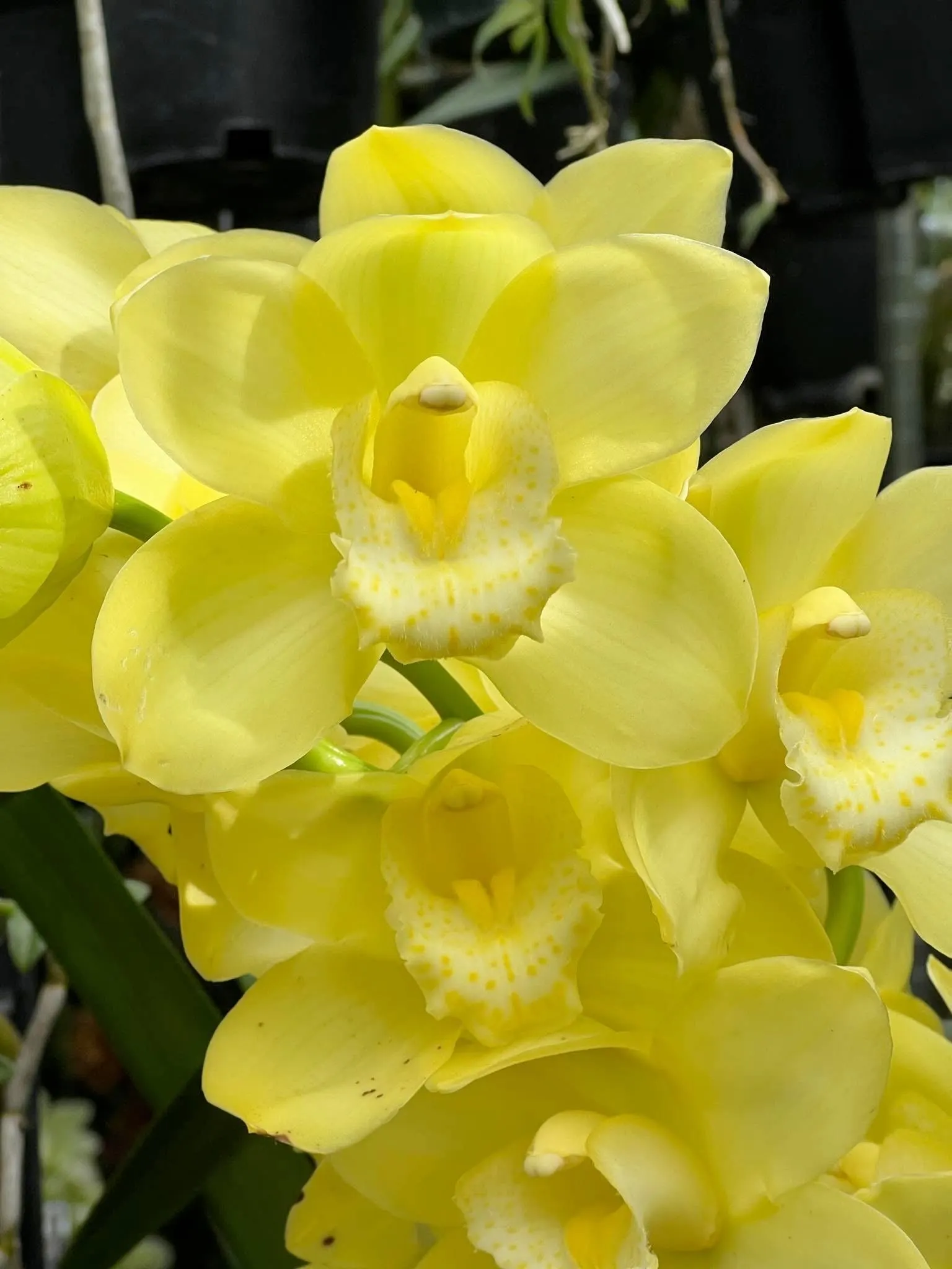 Cymbidium Kulnura Crips 'Golden Alba'