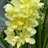 Cymbidium Kulnura Crips 'Golden Alba' - Image 3