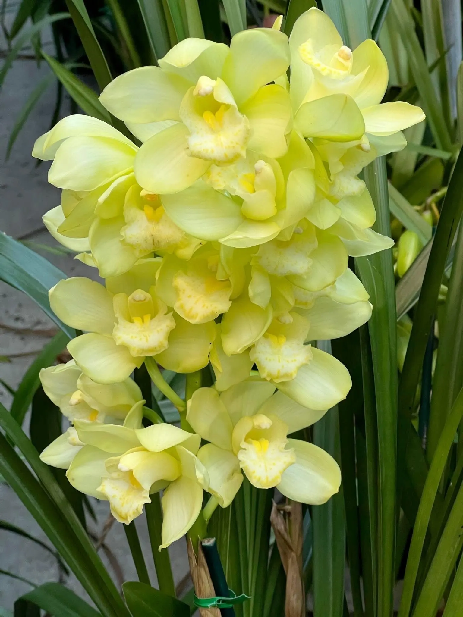 Cymbidium Kulnura Crips 'Golden Alba' - Image 3