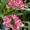 Cymbidium Pepper's Fire 'Fiesta' HCC/ AOS - Image 4
