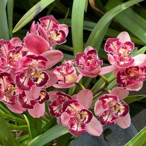 Alternative view of Cymbidium Pepper's Fire 'Fiesta' HCC/ AOS