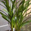 Cymbidium Barrita Thunder 'Golden Orange' - Image 7
