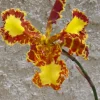 Psychopsis Mariposa 'Special' - Image 4