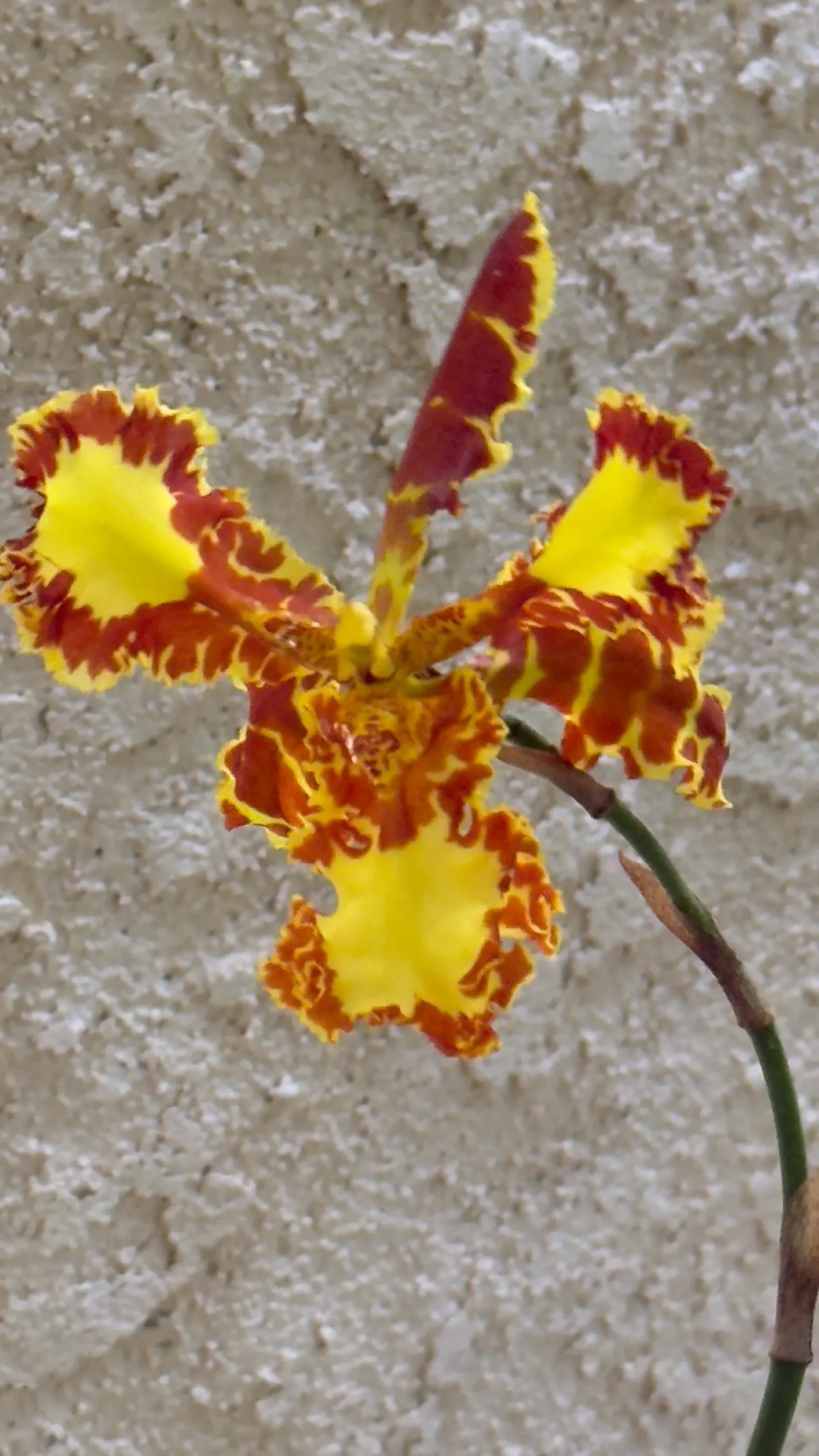 Psychopsis Mariposa 'Special' - Image 4