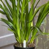 Cymbidium Barrita Suspense 'Soft Pink' - Super Fragrant - Image 6