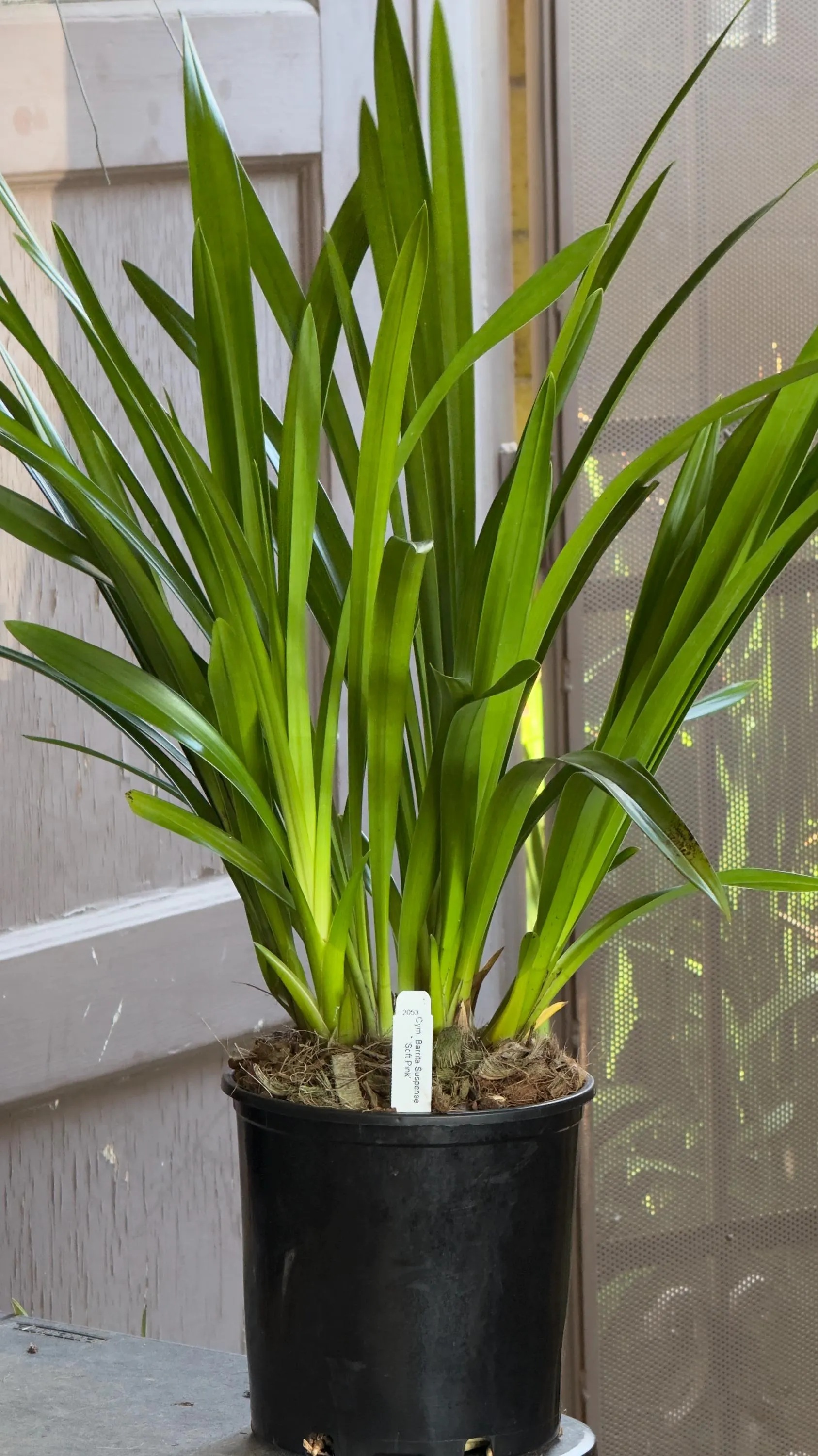 Cymbidium Barrita Suspense 'Soft Pink' - Super Fragrant - Image 6