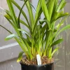 Cymbidium Kulnura Crips 'Golden Alba' - Image 5