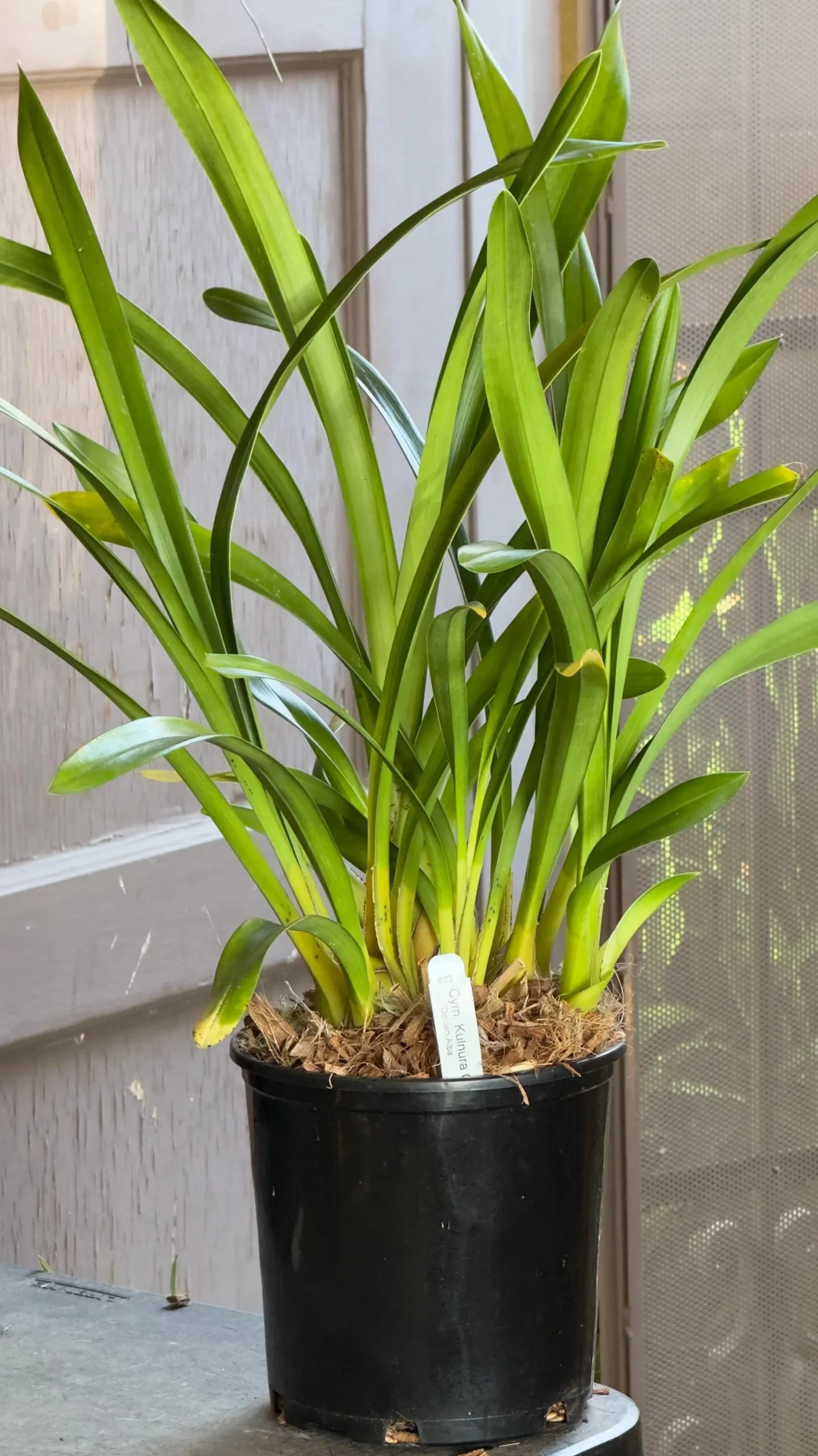 Cymbidium Kulnura Crips 'Golden Alba' - Image 5