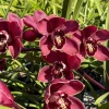 Cymbidium Barrita Pillar 'Frech Burgundy' - Image 3