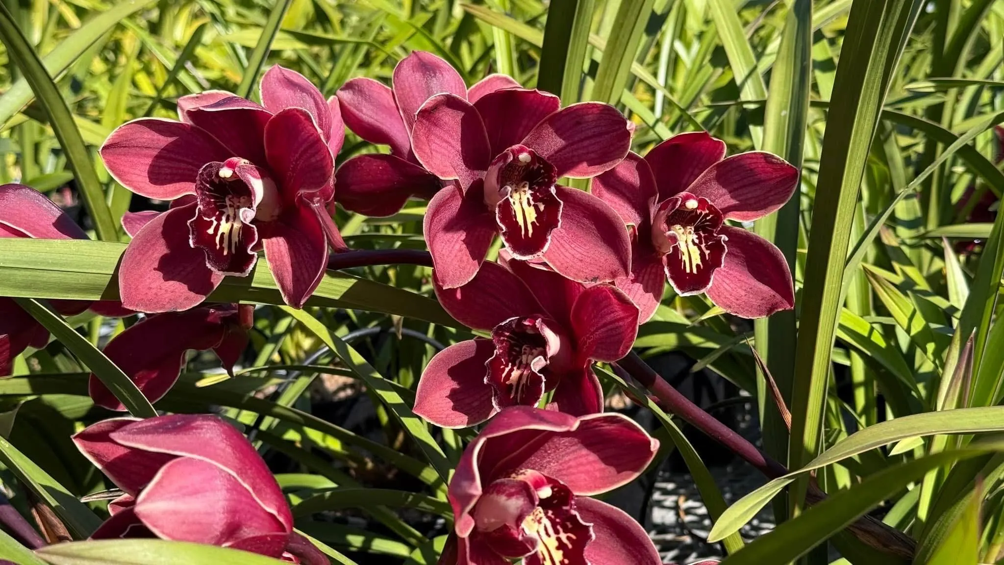 Cymbidium Barrita Pillar 'Frech Burgundy' - Image 3